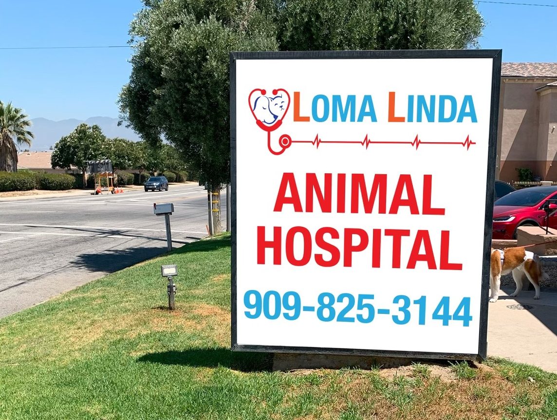 Veterinarian in San Bernardino, CA